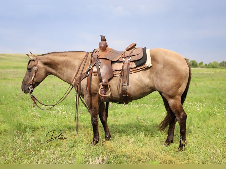 Quarter Pony Giumenta 6 Anni 142 cm Grullo in Thedford, NE