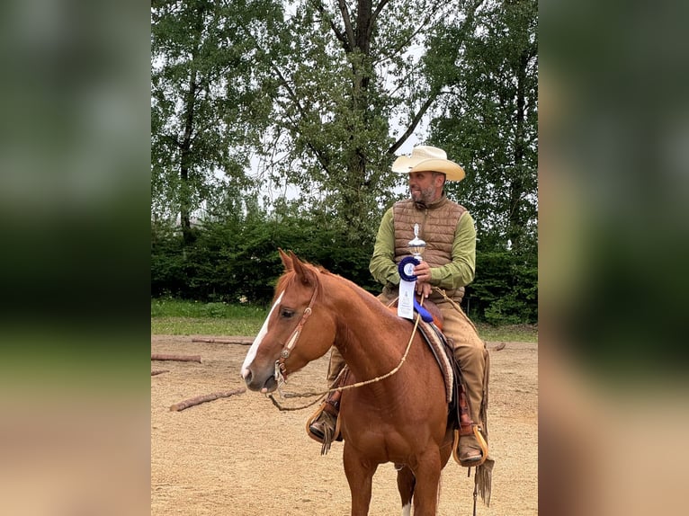 Quarter Pony Giumenta 6 Anni 152 cm Sauro in Reichertshofen