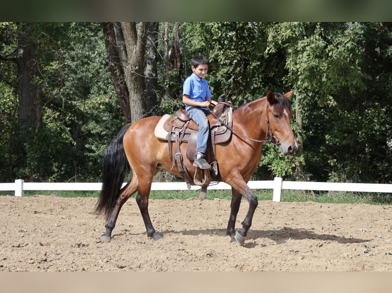 Quarter Pony Giumenta 6 Anni Baio ciliegia in Webberville