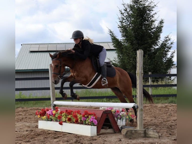 Quarter Pony Giumenta 6 Anni Baio ciliegia in Webberville