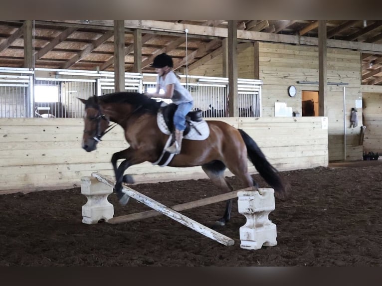 Quarter Pony Giumenta 6 Anni Baio ciliegia in Webberville