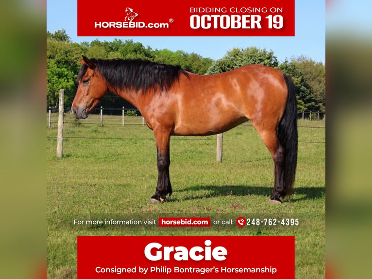 Quarter Pony Giumenta 6 Anni Baio ciliegia in Webberville