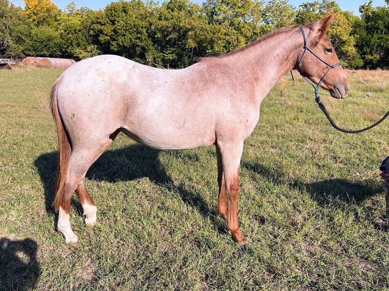 Quarter Pony Giumenta 6 Anni in Los Angeles