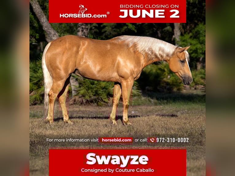 Quarter Pony Giumenta 7 Anni 137 cm Palomino in Crystal River, FL