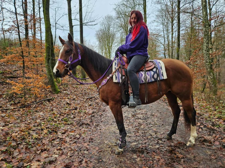 Quarter Pony Giumenta 7 Anni 152 cm Baio in Linkenbach