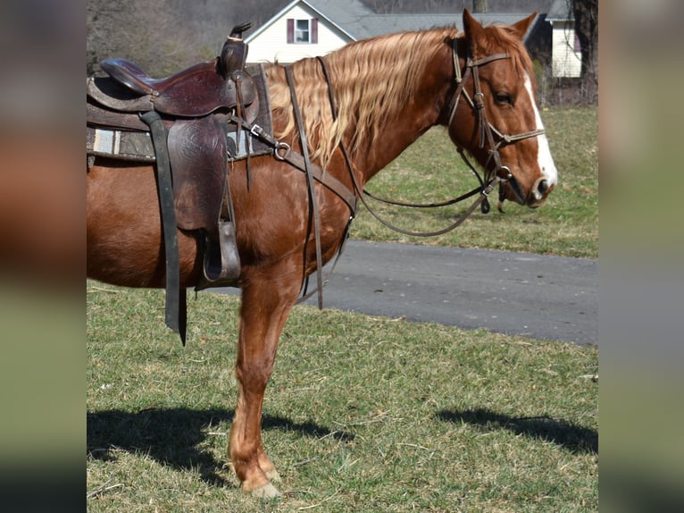Quarter Pony Giumenta 7 Anni 152 cm  in Morgantown