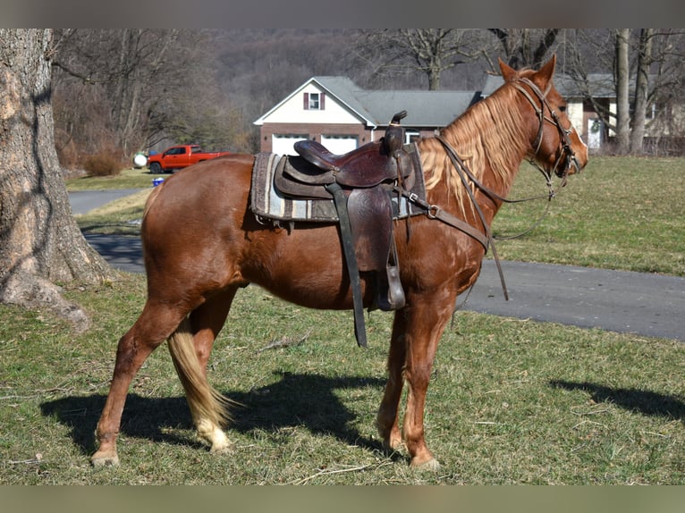 Quarter Pony Giumenta 7 Anni 152 cm  in Morgantown