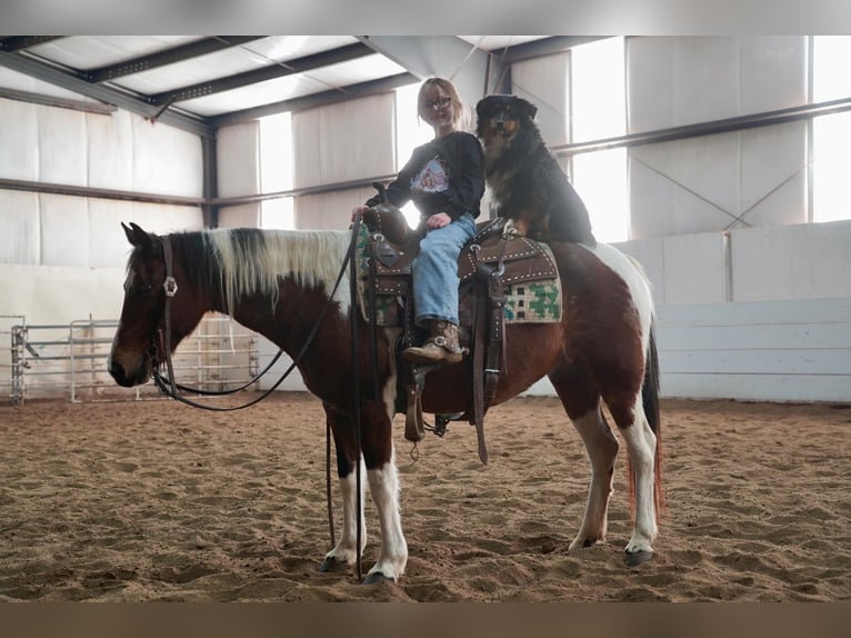 Quarter Pony Mix Giumenta 8 Anni 132 cm in Corsica