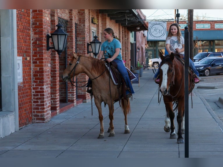 Quarter Pony Giumenta 8 Anni 132 cm Red dun in Forney