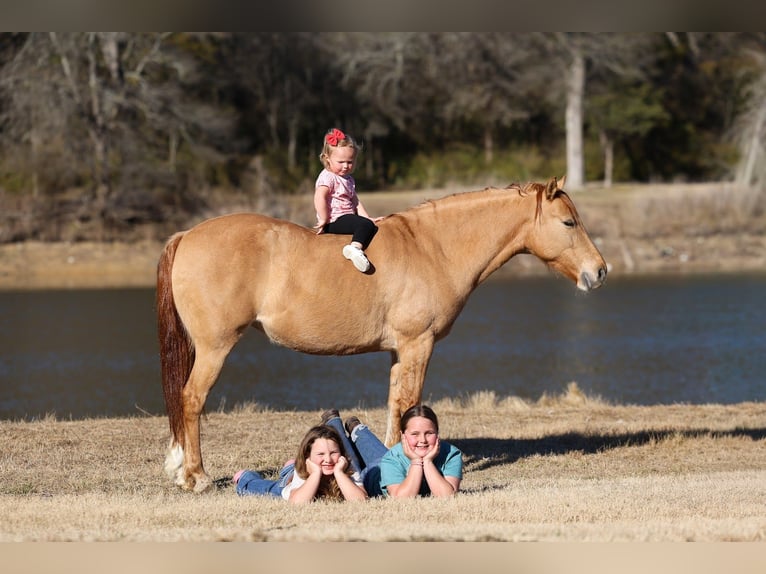 Quarter Pony Giumenta 8 Anni 132 cm Red dun in Forney