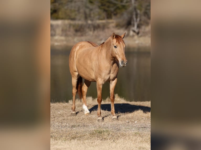 Quarter Pony Giumenta 8 Anni 132 cm Red dun in Forney