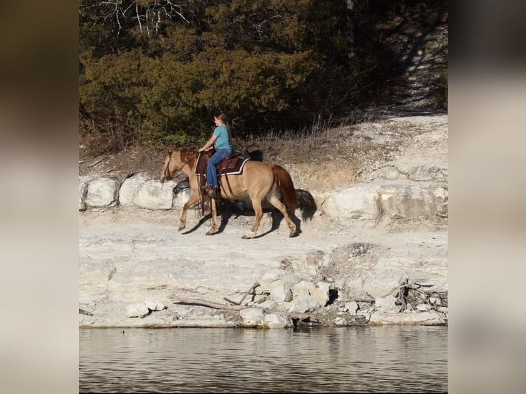 Quarter Pony Giumenta 8 Anni 132 cm Red dun in Forney