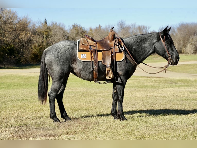 Quarter Pony Giumenta 8 Anni 142 cm Roano blu in Corsica