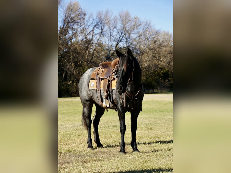 Quarter Pony Giumenta 8 Anni 142 cm Roano blu in Corsica