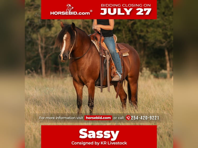 Quarter Pony Giumenta 8 Anni Baio ciliegia in Mexia