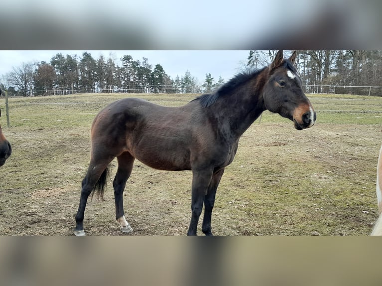 Quarter Pony Giumenta 8 Anni Baio scuro in Pregarten