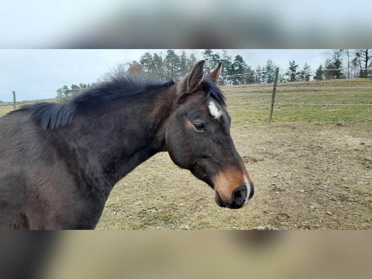 Quarter Pony Giumenta 8 Anni Baio scuro in Pregarten