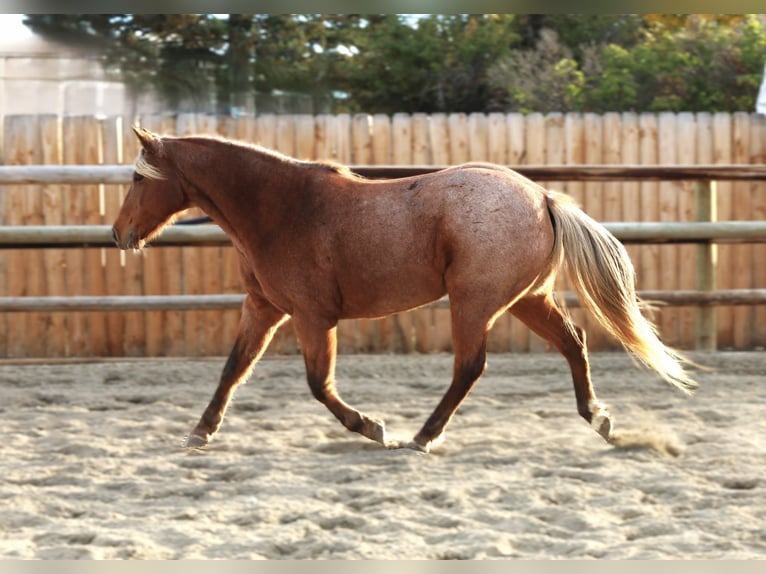 Quarter Pony Giumenta 9 Anni 135 cm Roano rosso in Hamilton