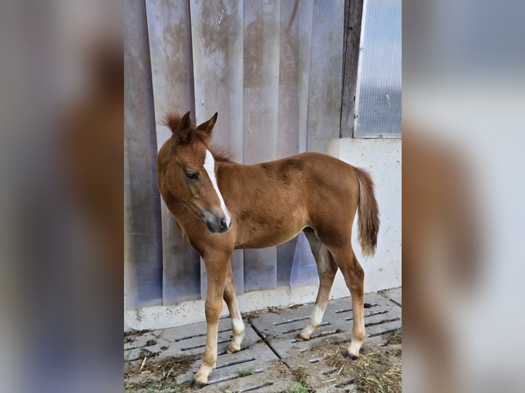 Quarter Pony Mix Giumenta Puledri
 (05/2024) 145 cm Sauro in Konzell