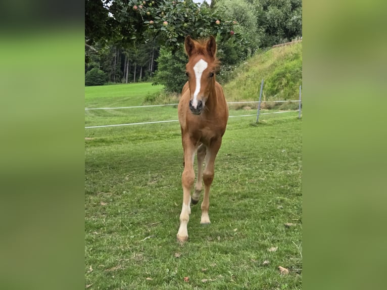 Quarter Pony Mix Giumenta Puledri
 (05/2024) 145 cm Sauro in Konzell