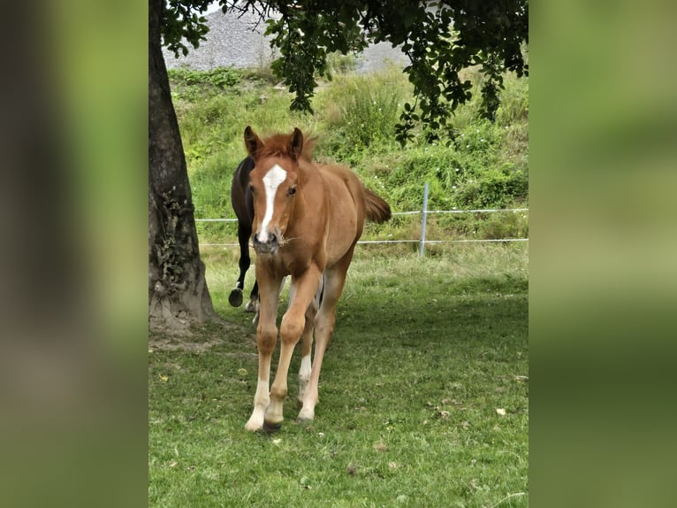 Quarter Pony Mix Giumenta Puledri
 (05/2024) 145 cm Sauro in Konzell