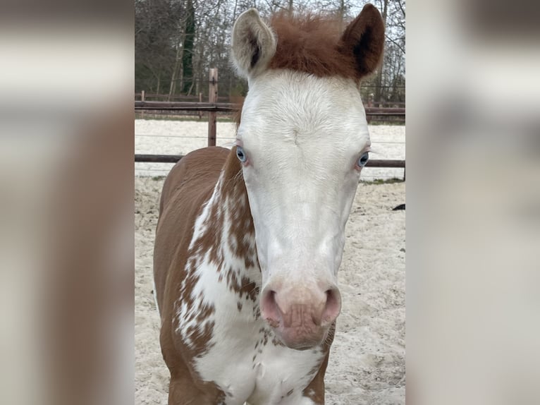 Quarter Pony Giumenta  150 cm Sauro in Midwolde