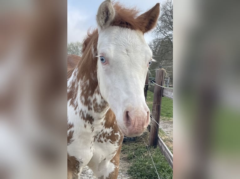Quarter Pony Giumenta  150 cm Sauro in Midwolde