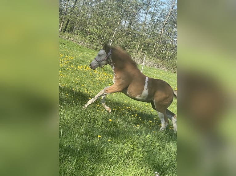 Quarter Pony Giumenta  150 cm Sauro in Midwolde