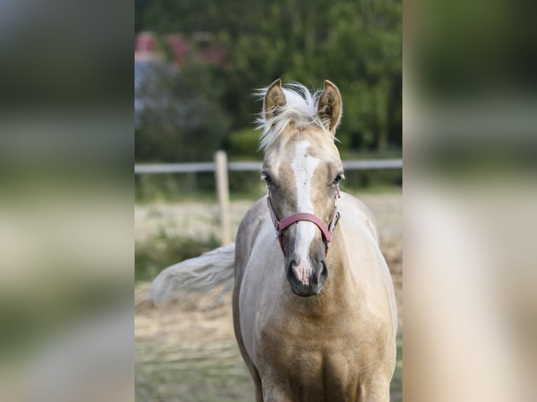 Quarter Pony Giumenta Puledri (05/2024) 153 cm Palomino in Leybuchtpolder