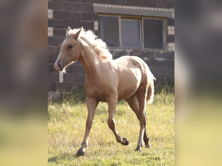 Quarter Pony Mix Giumenta Puledri (01/2025) Palomino in Sulzbach-Rosenberg
