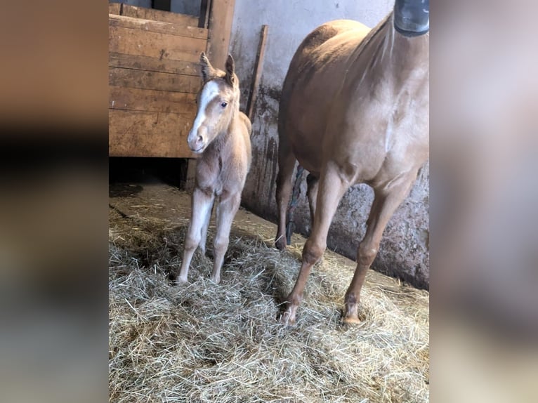 Quarter Pony Mix Giumenta Puledri (01/2025) Palomino in Sulzbach-Rosenberg