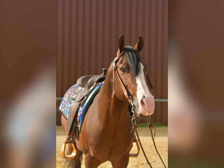 Quarter Pony Hengst 11 Jaar 153 cm Bruin in Geilenkirchen