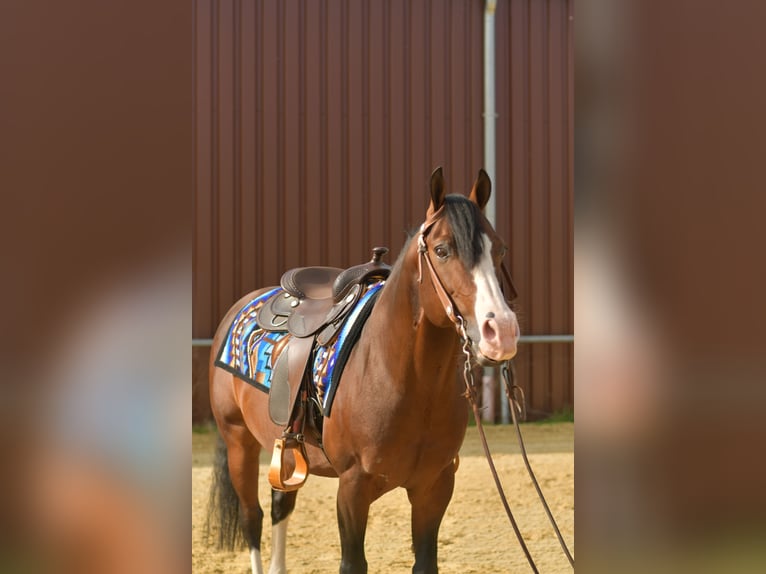 Quarter Pony Hengst 11 Jahre 153 cm Brauner in Geilenkirchen