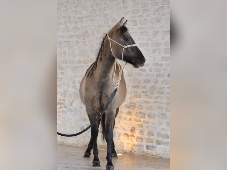 Quarter Pony Hengst 1 Jaar 125 cm Grullo in Clavette