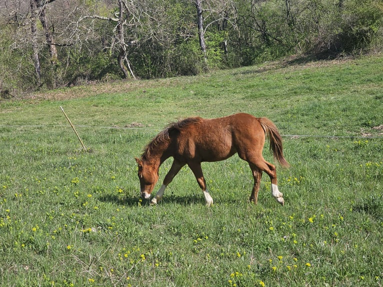 Quarter Pony Hengst 1 Jaar 130 cm Vos in Gaudies