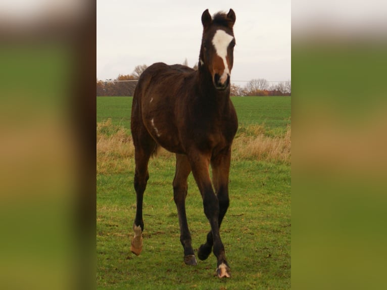 Quarter Pony Hengst 1 Jaar 148 cm Overo-alle-kleuren in Velpke