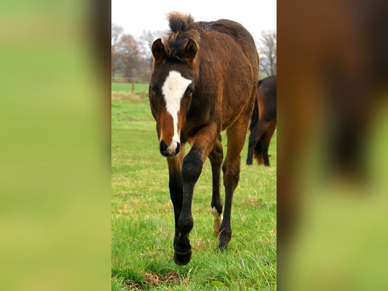 Quarter Pony Hengst 1 Jaar 148 cm Overo-alle-kleuren in Velpke