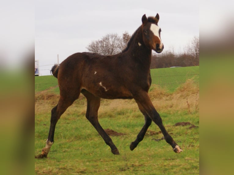 Quarter Pony Hengst 1 Jaar 148 cm Overo-alle-kleuren in Velpke