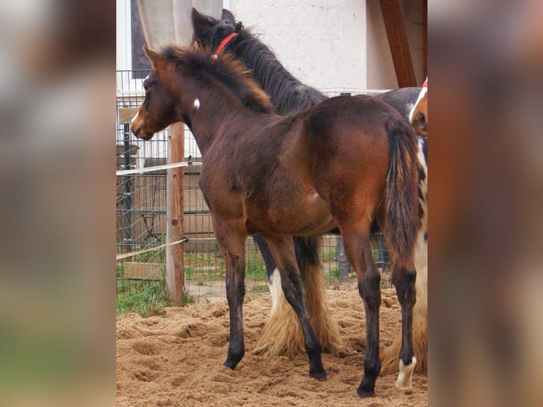 Quarter Pony Hengst 1 Jaar 148 cm Overo-alle-kleuren in Velpke
