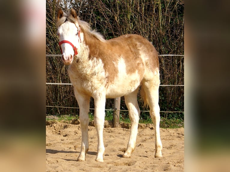 Quarter Pony Hengst 1 Jaar 148 cm Overo-alle-kleuren in Velpke