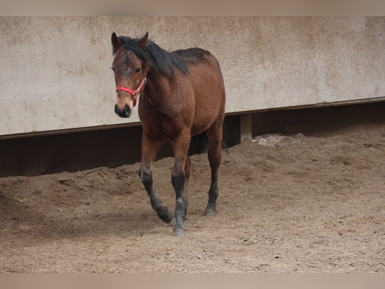 Quarter Pony Mix Hengst 1 Jaar 150 cm Bruin in Buchen (Odenwald)