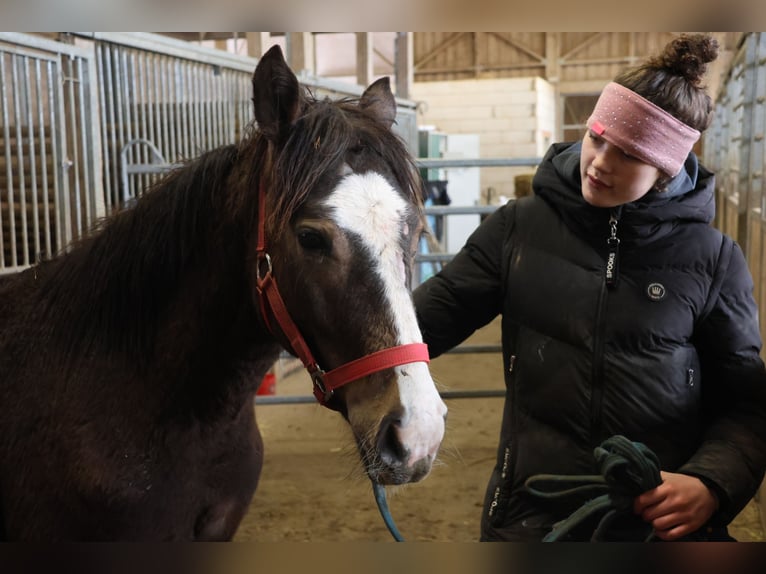 Quarter Pony Mix Hengst 1 Jaar 152 cm Falbe in Buchen (Odenwald)