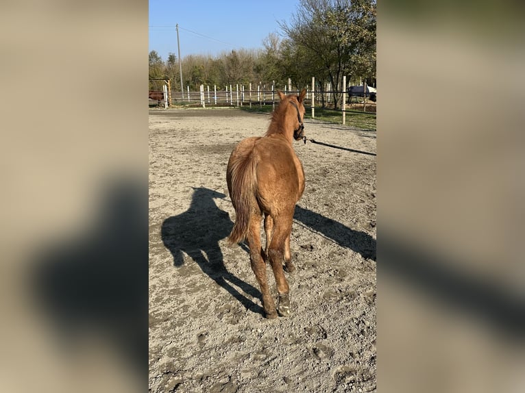 Quarter Pony Hengst 1 Jaar Red Dun in San Lorenzo Della Pioppa