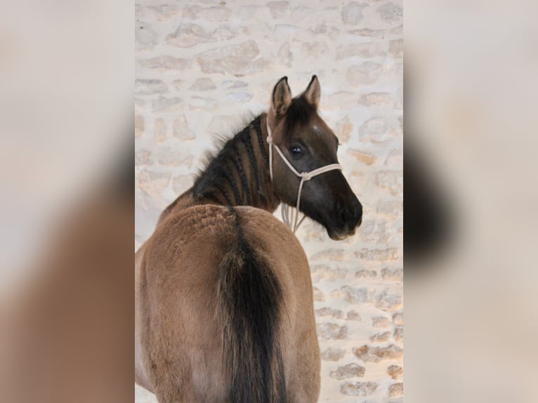 Quarter Pony Hengst 1 Jahr 125 cm Grullo in Clavette