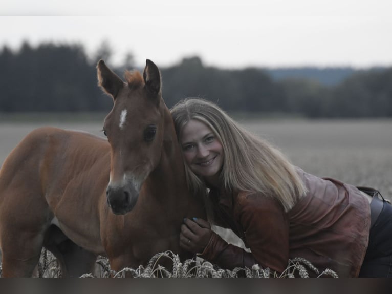 Quarter Pony Hengst 1 Jahr 130 cm Dunkelfuchs in Holzgünz