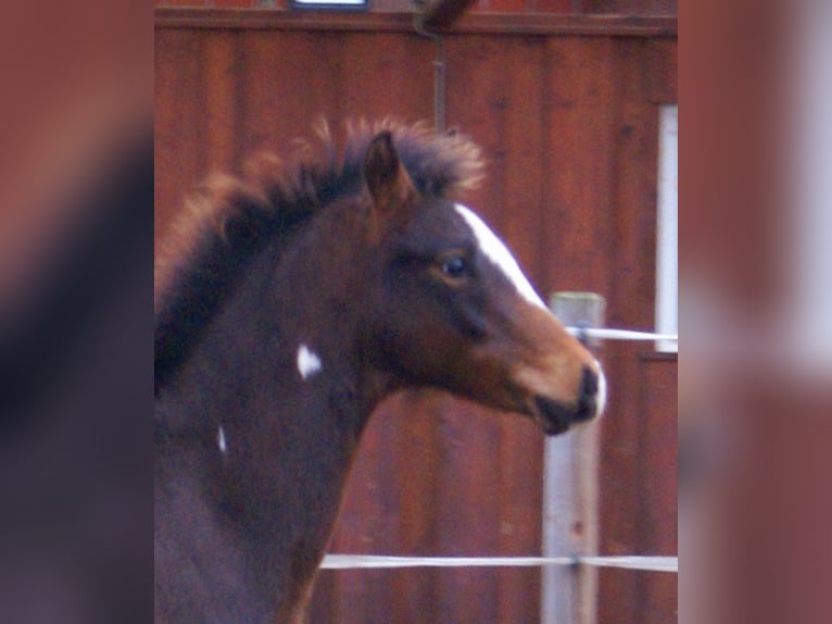 Quarter Pony Hengst 1 Jahr 148 cm Overo-alle-Farben in Velpke