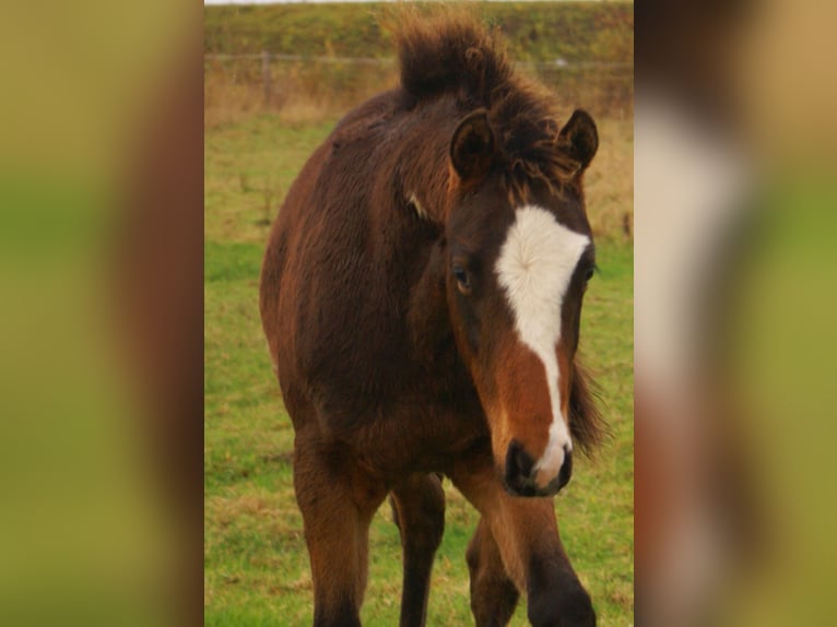 Quarter Pony Hengst 1 Jahr 148 cm Overo-alle-Farben in Velpke
