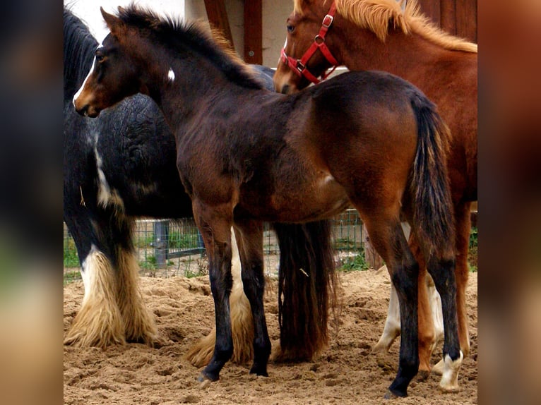 Quarter Pony Hengst 1 Jahr 148 cm Overo-alle-Farben in Velpke