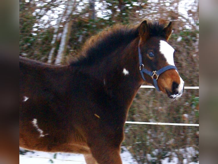 Quarter Pony Hengst 1 Jahr 148 cm Overo-alle-Farben in Velpke