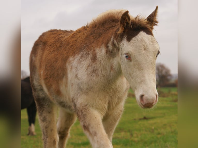 Quarter Pony Hengst 1 Jahr 148 cm Overo-alle-Farben in Velpke